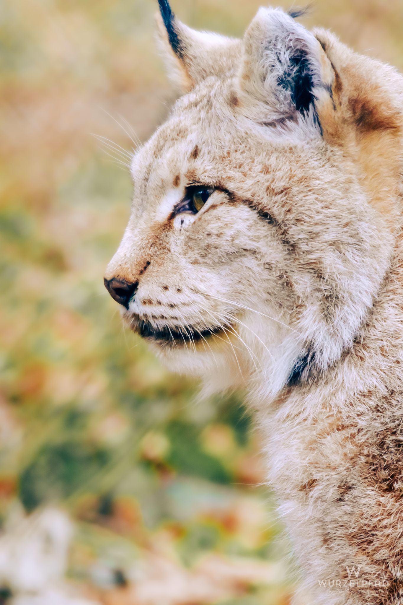 Eurasischer Luchs